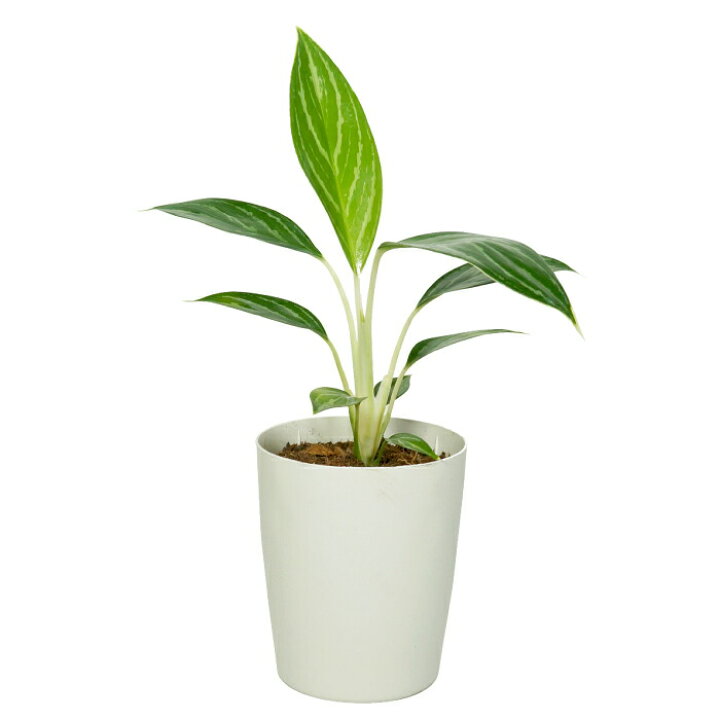 楽天市場 アグラオネマ ホワイトステム 3 5寸 レア 観葉植物 土植え タノシミドリ 楽天市場 アグラオネマ ホワイトステム 3 5寸 レア 観葉植物 土植え タノシミドリ