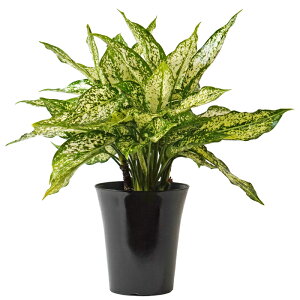 AOIl} ^CXm[t[NX 6 A ϗtA yA