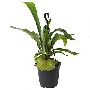 rJNV_ lU[h 5 A ϗtA yA RE ݂蔫 ݂艺 nMO