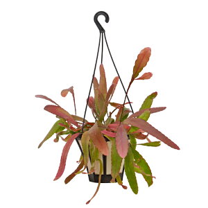 vTX [T 5 A ϗtA yA ݂蔫 ݂艺 nMO