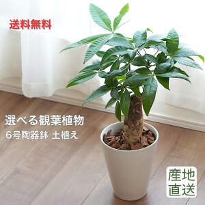 yYnz Iׂ ϗtA pL Xe S̖ XpeBtB  픫A 6 yA { 蕨 v[g hV̓  CeA