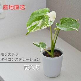 モンステラ タイコンステレーション 送料無料 3.5寸 レア 観葉植物 土 植え 斑入り バリエガータ