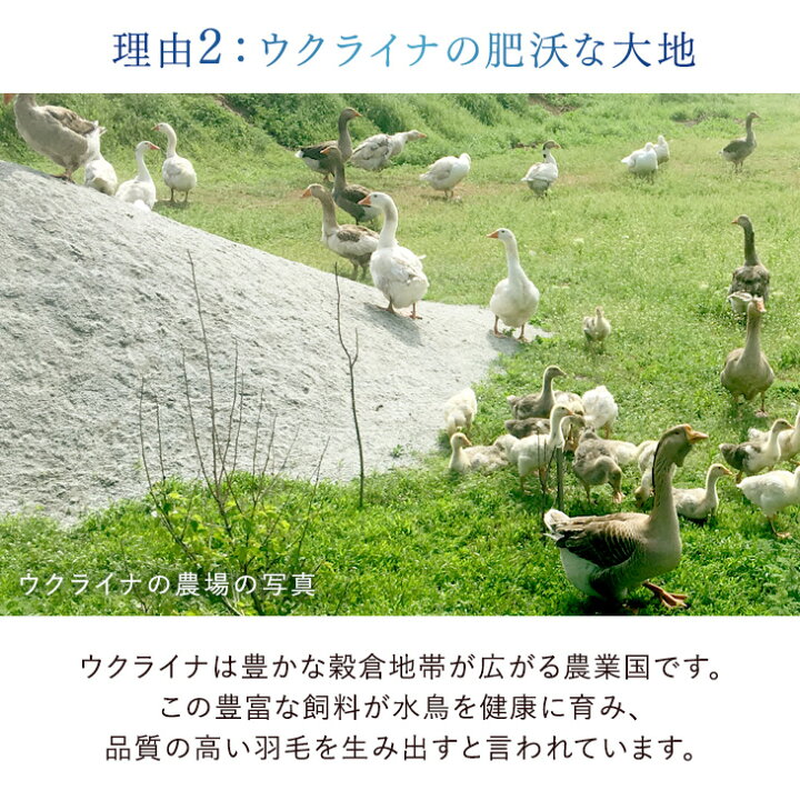 楽天市場】【20時~クーポン5％引】 平和の羽毛 マザーグース 超増量 