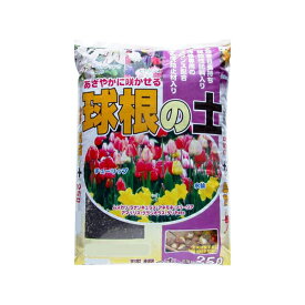楽天市場 チューリップ 球根 激安の通販