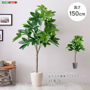 観葉植物 パキラ 150cm」の人気商品一覧・価格比較 - 価格.com