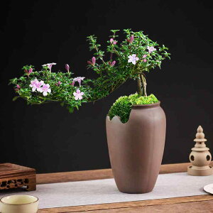 ԕr Aؔ   ~  AeB[N g ٌ` ʋC  ItBX ze ƒ |