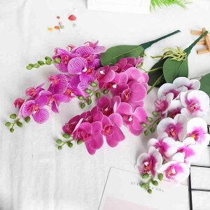  2{ Ӓ  ͑  Cxg z[fR[V ʐ^Be 䑕 G  c        sN