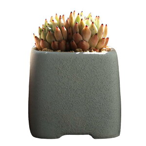 Aؔ fB[X A n[u 픫 ؍ 킢 菑  | ƒ؉ ~jv^[