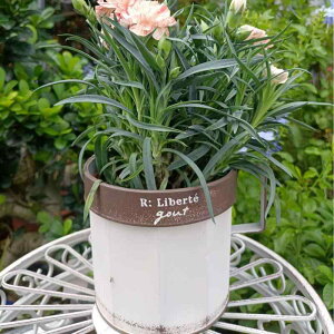 ԕr ACA ݂艺 K[fjO  | CeAG fXN   zCg x[W O[