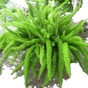 NX}Xc[ ϗtA  A h[tc[ ~ ϊ ϓ A