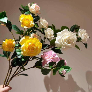  R  VNt[ tFCNt[ u CeAG   zCg sN CG[ 