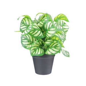 O[ ϗtA tFCNO[ A   O CeA fR[V