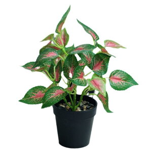 ~ CeA ϗtA tFCNO[ fR[V  t vX`bN 񂹐A