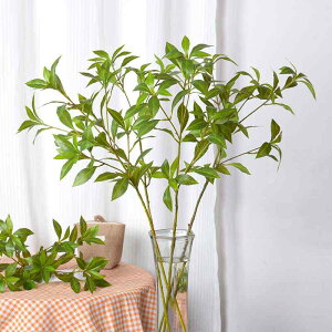  n ~  CeA G fBXvC ϗtA tFCNO[ 78cm 50cm