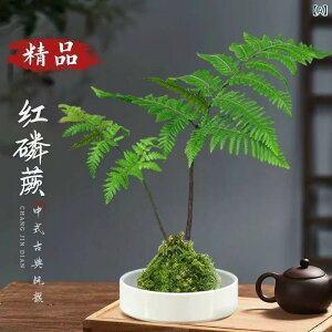 ԕr ?{[ ϗtA V_ ͔| 픫 ؕ ƒp ZbRN    u