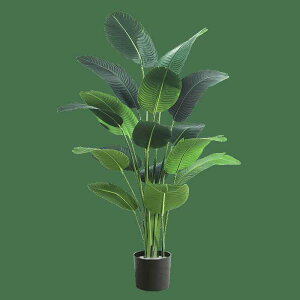 ϗtA ^  A tFCNO[ lH ϗtA gsJ  Paradise Bird I[ig