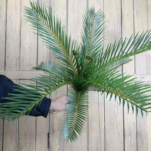 lHϗtA S̖ tFCNO[  50cm 3Dvg Ǝ{ ze X  fBXvC