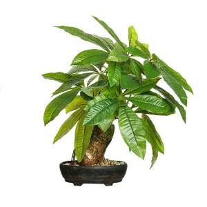  ϗtA tFCNO[ lH ~  K̖ CeA 