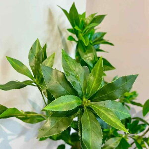  ϗtA }bT[W̖ VNXN[  ݂艺 }bT[W̖