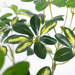 lHϗtA CeA r tFCNO[ 150cm 180cm vX`bN O Be