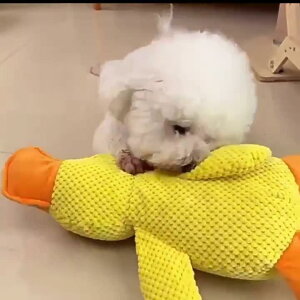 p ʂ ނ ̏o邨 ^ ^ ^ S[fgo[ R[M[ Ђ ʂ V P XgX ^s