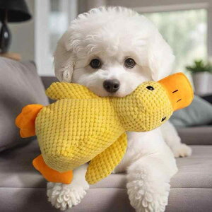 p ʂ   XgX S[fgo[ R[M[ ybgpi L ʂ Aq