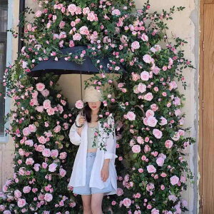  o KN tFCNt[  Ǌ| CeA sN  IW   ʐ^Be wi EH[fR[V