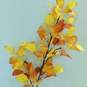 ���� �k���� ��G�� ������ �r�[�`�� �A�� �E�H�[�� �ʐ^ �B�e ���� �C���e���A �f�B�X�v���C ���� �t �}(x6)