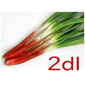 【入荷次第出荷】カネコ種苗 べにぞめ葱 2dl