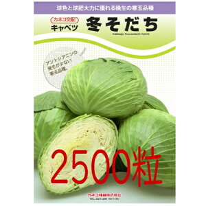 【入荷次第出荷】カネコ種苗 冬そだち キャベツ 2500粒