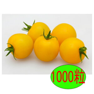 y׎oׁzJlRc@CG[z[v@1000