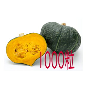 �y���׎���o�ׁz�J�l�R��c�@��d�I��Z�@1000��