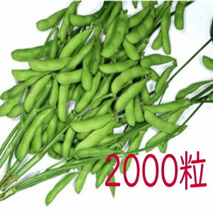 �y���׎���o�ׁz�J�l�R��c�@�z�b�@�}���@2000��