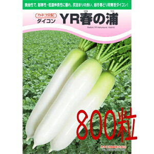 y׎oׁzJlRc@YRt̉Y@卪@800