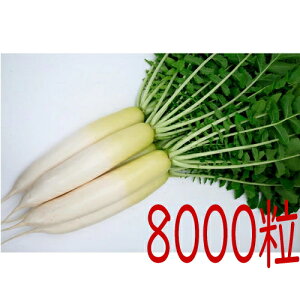 y׎oׁzJlRc@YRĂ䂽@卪@8000