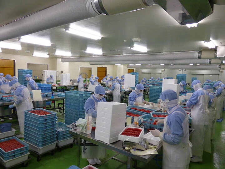 楽天市場】たらこ一本物たっぷり2kgおにぎり屋さんにも納品実績 送料無料 北海道 古平からお届け ご家庭用にどうぞ 訳あり 業務用 お試し : 北海道 ふるびら清水商店 楽天市場】たらこ一本物たっぷり2kgおにぎり屋さんにも納品実績 送料無料 北海道 古平からお届け ご家庭用にどうぞ 訳あり 業務用 お試し : 北海道 ふるびら清水商店