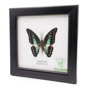 z W{  REWFC (~JhAQn) Common Jay