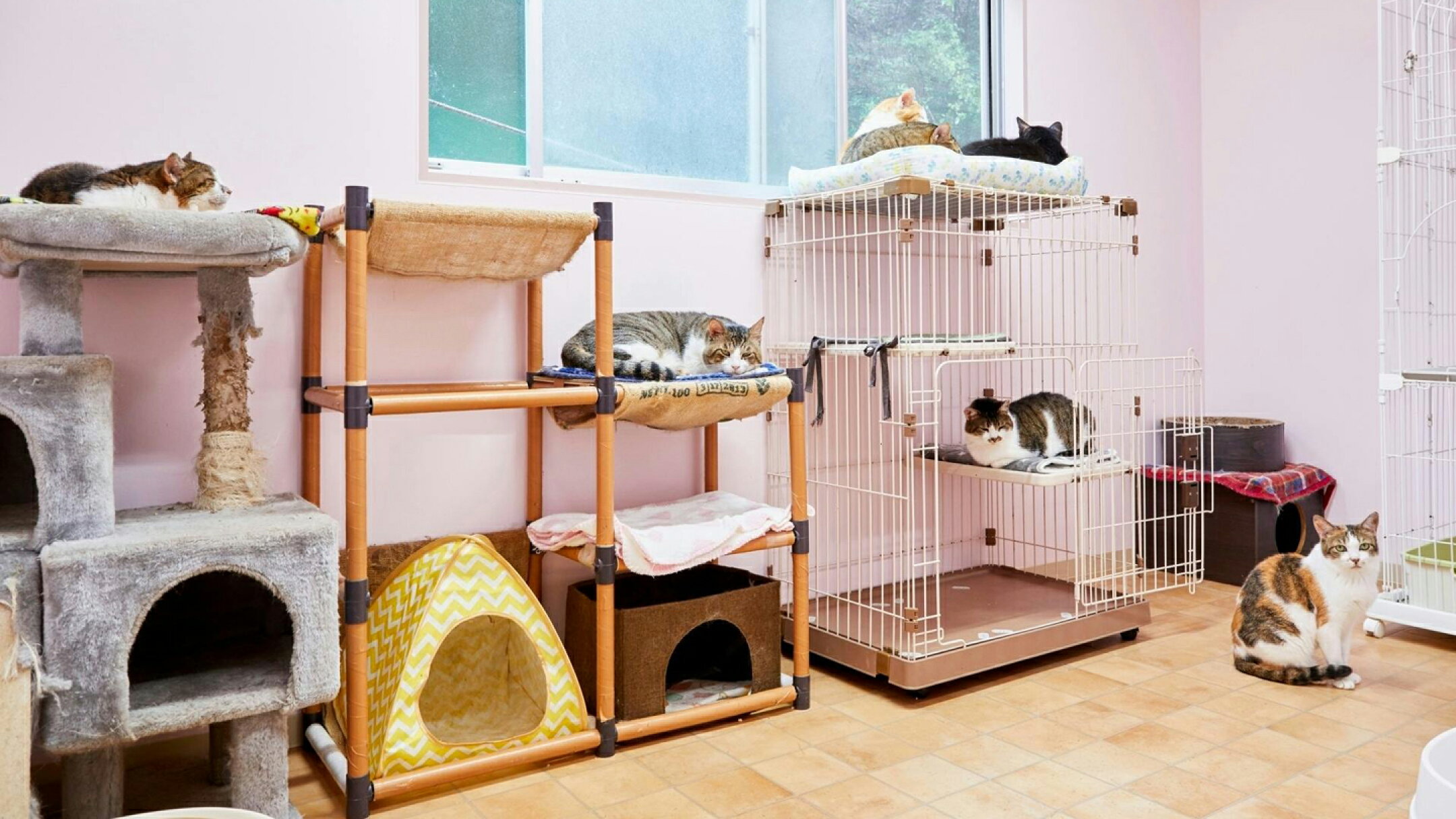ネコ好きなら誰でも、保護猫たちと自由にふれあい、交流することができます。
