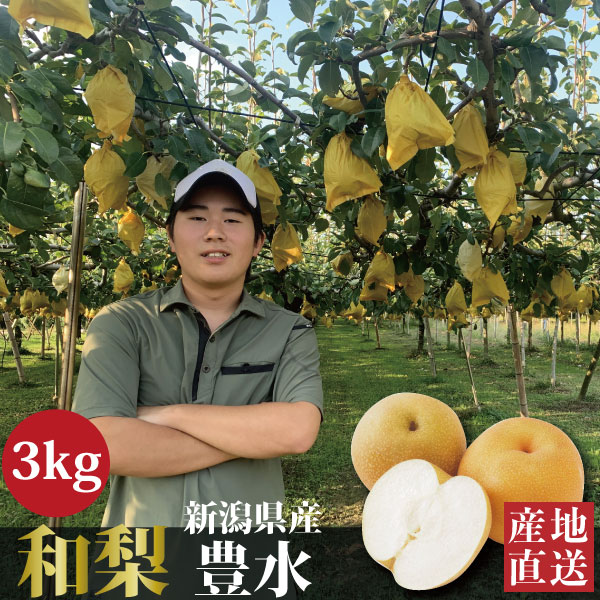【予約受付中】和梨 豊水 新潟県産 3kg (5〜9玉) 生産者・やまきん果樹園 お中元 送料無料 ギフト 贈り物 贈答品