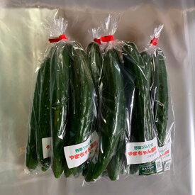 新潟産 朝採り きゅうり3本入りを4パック（12本）山崎農園
