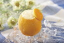 フレンズファクトリー）オレンジシャーベットラウンド1個　フレンズファクトリー　シャーベット　アイス　洋菓子　【…
