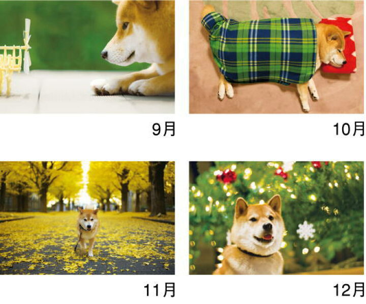 楽天市場 柴犬まるとおさんぽカレンダー 23年 カレンダー カレンダー23 令和5年 壁掛けカレンダー 犬カレンダー 在庫有 即発送 達人のギフト屋さん