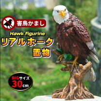 楽天市場】剥製 鷹の通販