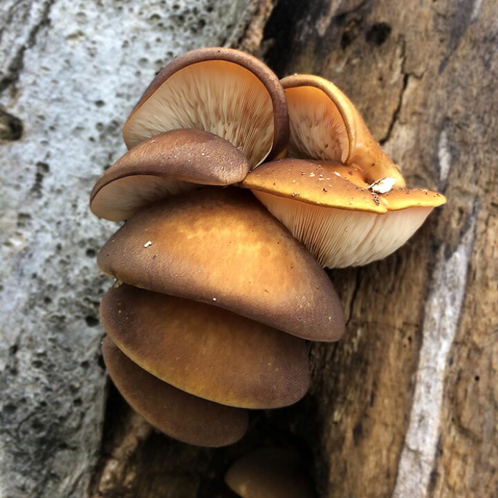 天然きのこ水煮2kg【ご予約受付中!11月発送】秋田産 ナラタケ ムキタケ アミタケ ナメコ 産地直送 国産 直売 なめたけ 天然キノコ きのこ鍋 お歳暮 自然食 お年賀 ギフト | 田沢湖山幸園