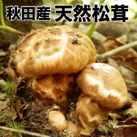 楽天市場 天然 きのこの通販