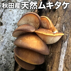 楽天市場 天然 きのこの通販