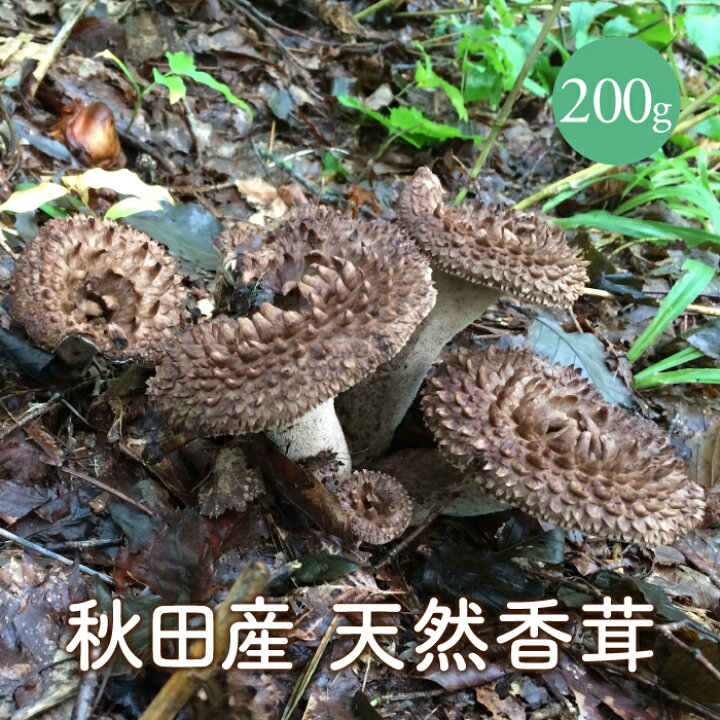 楽天市場 天然香茸0g 秋田産 コウタケ こうたけ 天然きのこ 国産 シシタケ 獅子茸 田沢湖山幸園