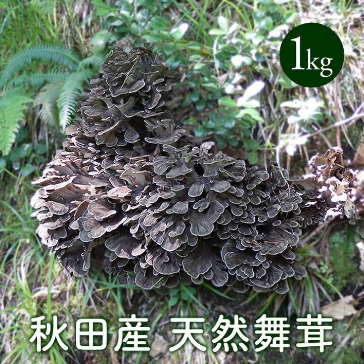 楽天市場】天然舞茸1kg 秋田産【ご予約承り中10月発送】採れたての天然 