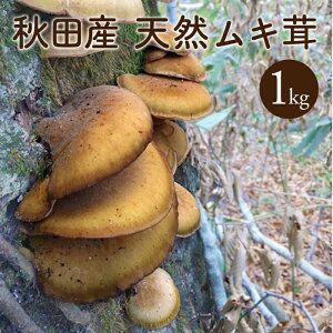 天然 きのこの人気商品 通販 価格比較 価格 Com