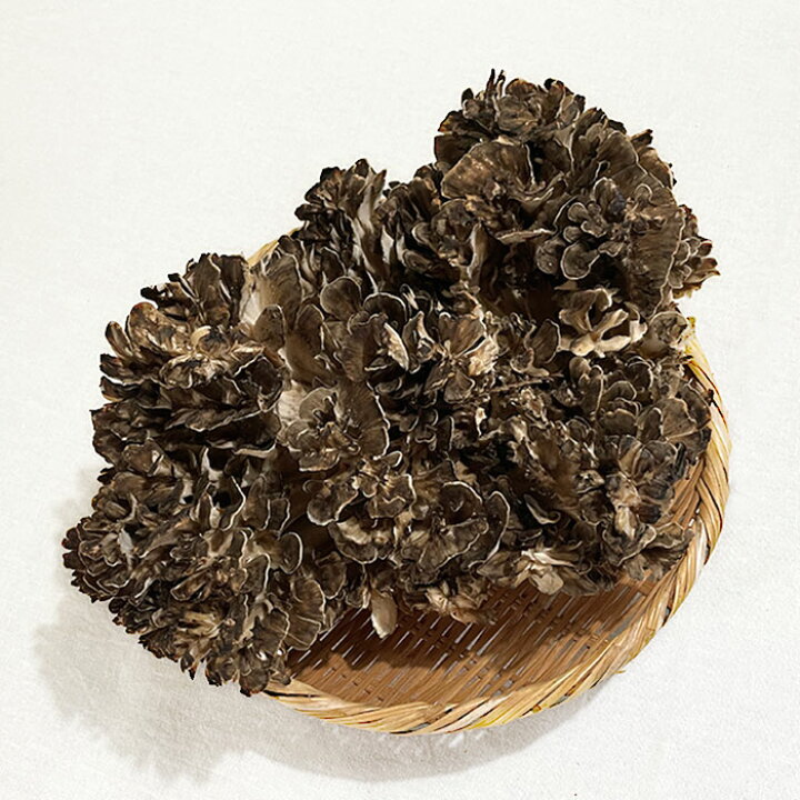 楽天市場】天然舞茸1kg 秋田産【ご予約承り中10月発送】採れたての天然 
